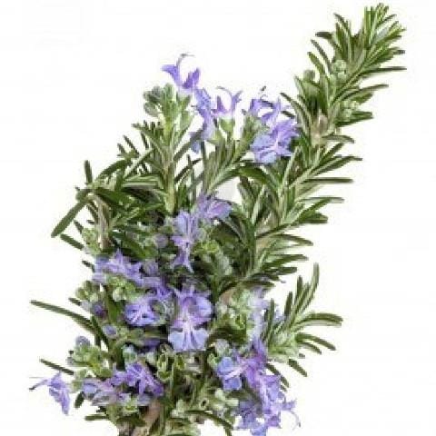Rosemary Lavender Cuticle Salve - Artisan Soaps